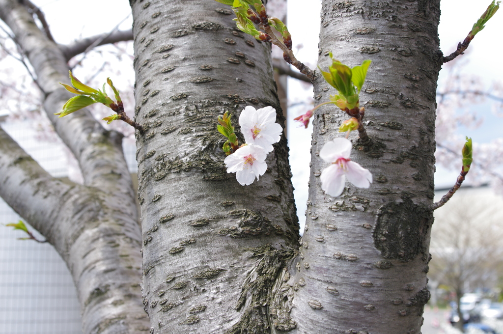 川辺の桜（その２）