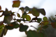 紅葉、まだかな