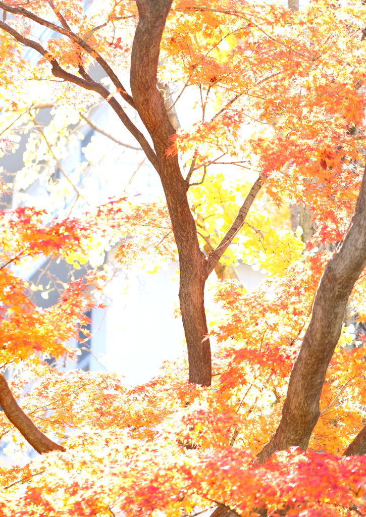 紅葉