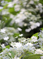 額紫陽花