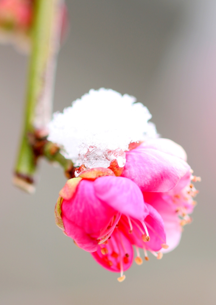 雪と紅梅