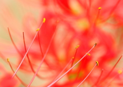 蕊