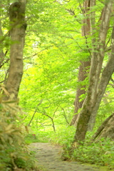 高原の散歩道