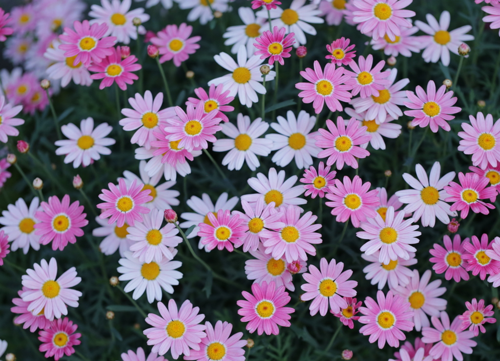 花壇