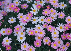 花壇