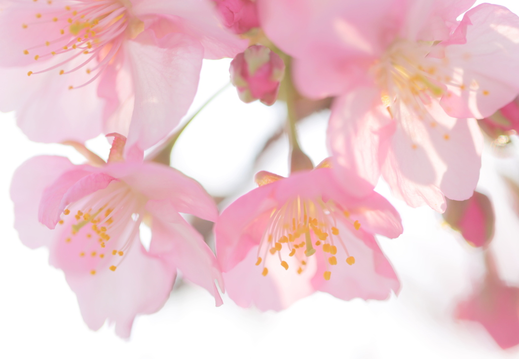 河津桜