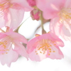 河津桜