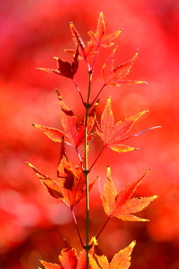 秋の終わり　その壱