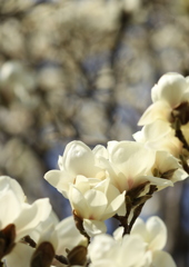 木蓮も咲き始めました。