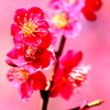 桃色吐息
