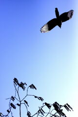 かささぎ