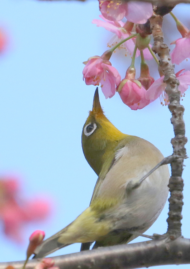 どっこいしょ