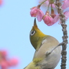 どっこいしょ