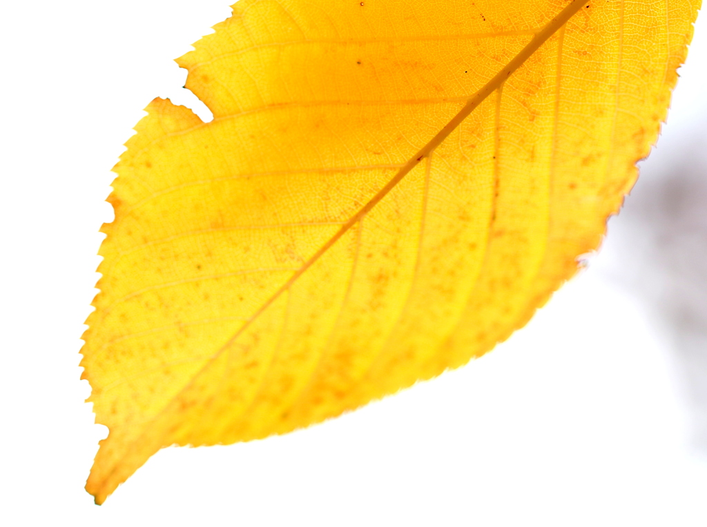 秋の終わりその弐