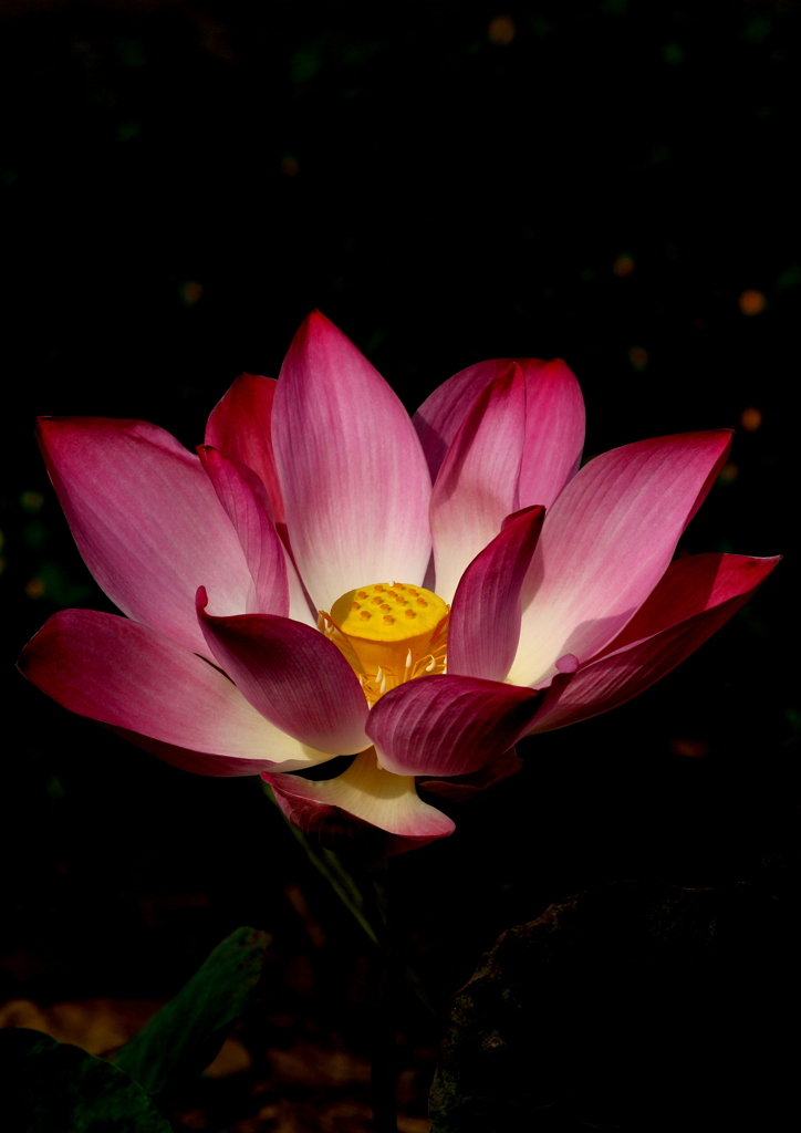 ベトナムの国花