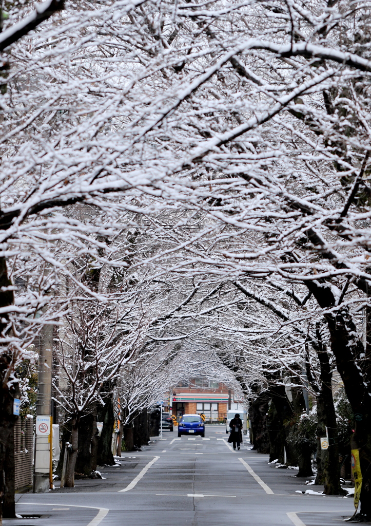 雪桜並木