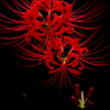 曼殊沙華