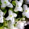 柏葉紫陽花