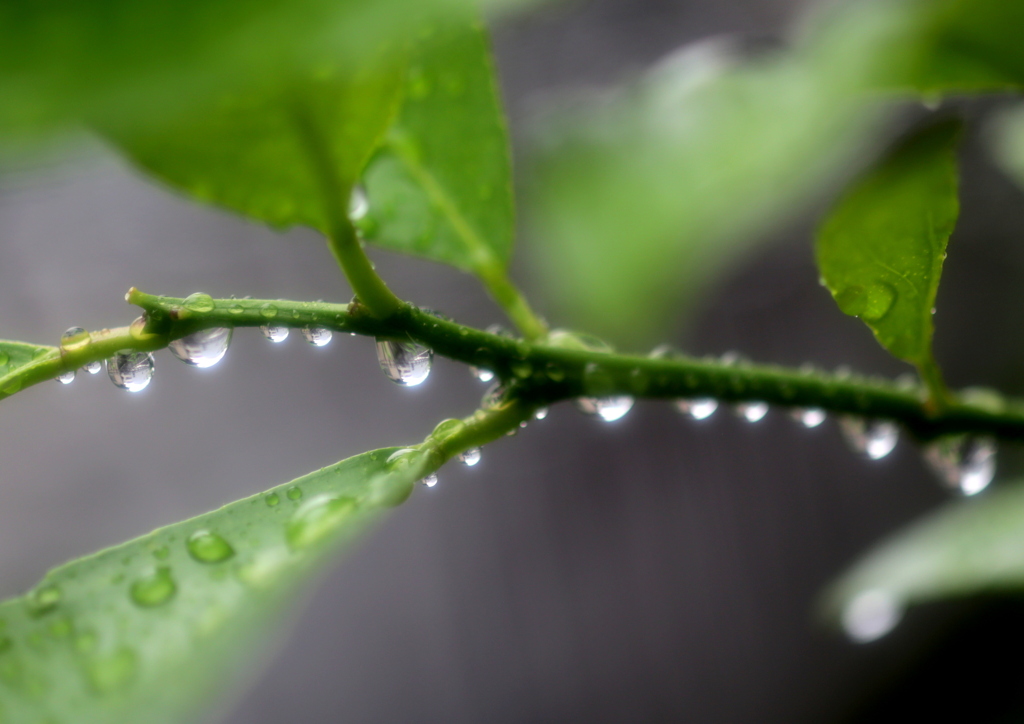 梅雨