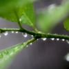 梅雨