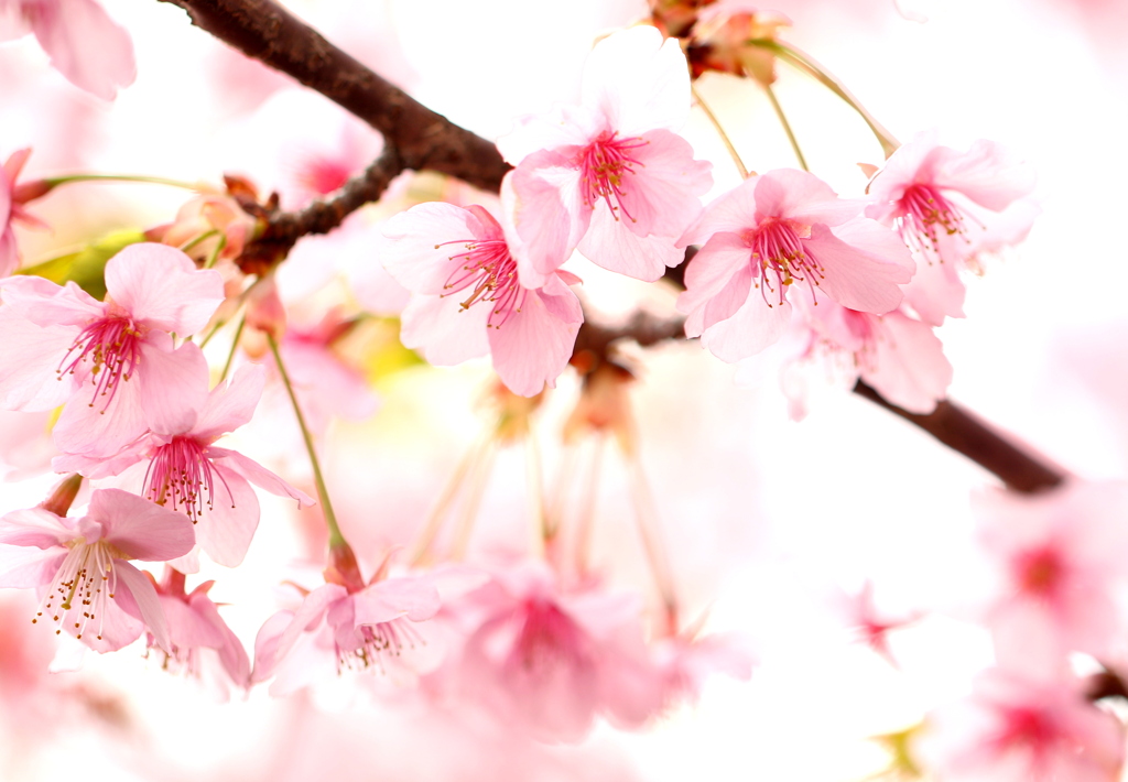 河津桜