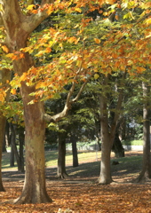 公園