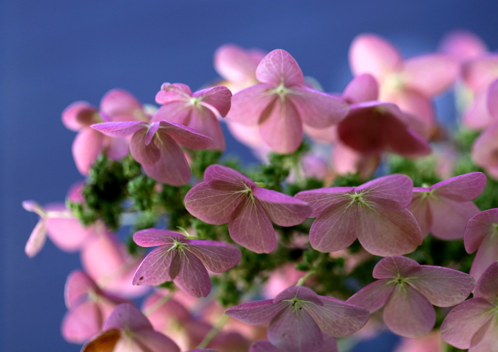 柏葉紫陽花