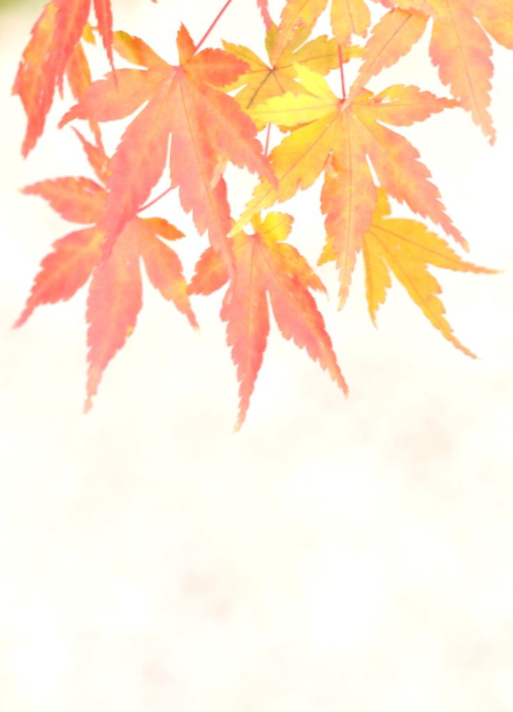 もみじ
