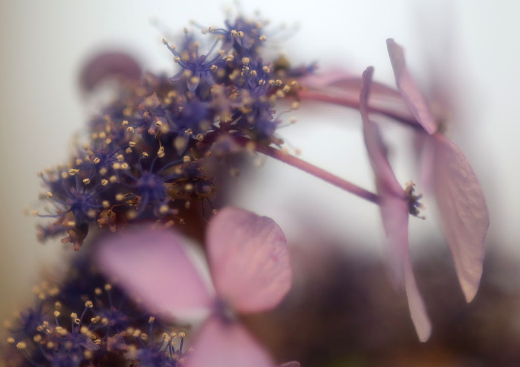 額紫陽花