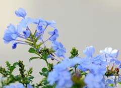 ルリマツリ ルリマツリ