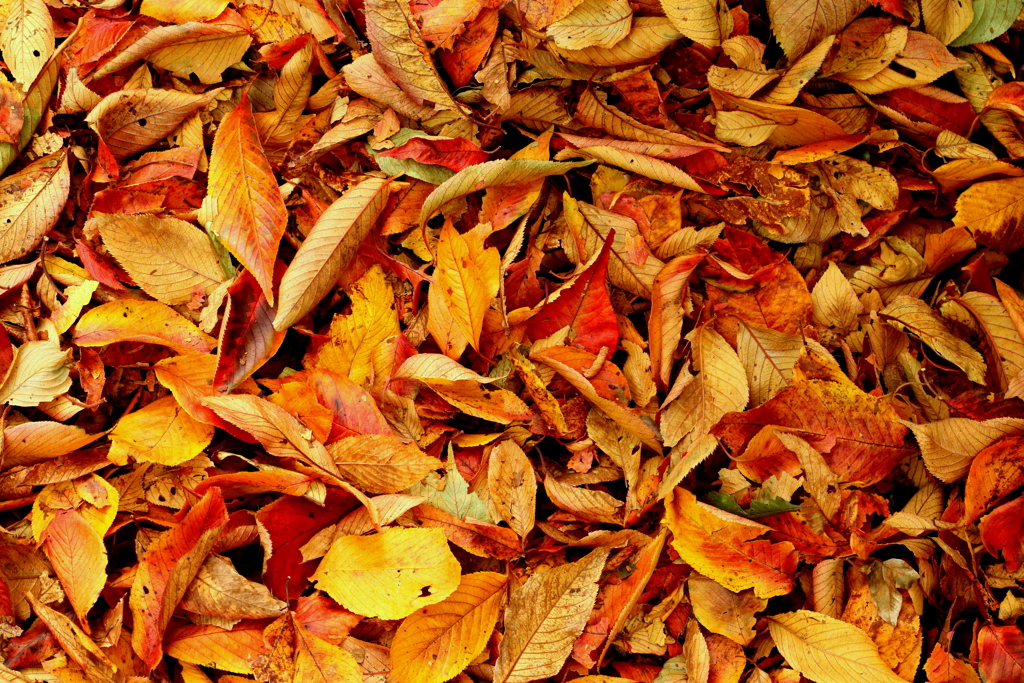 枯葉