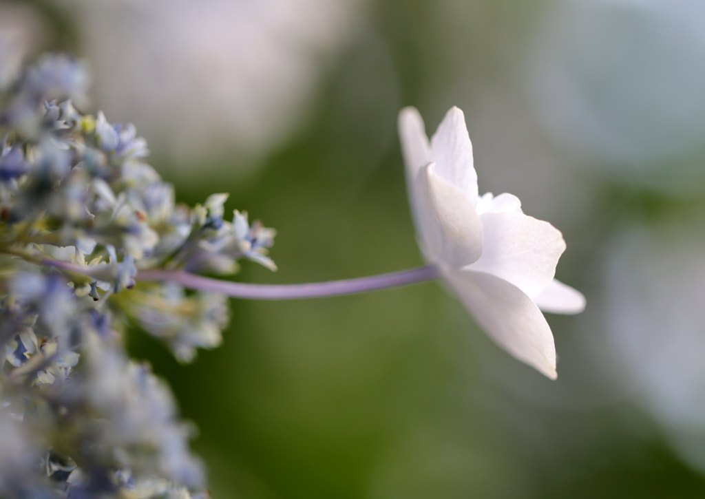 額紫陽花