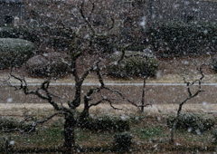 九州でも雪
