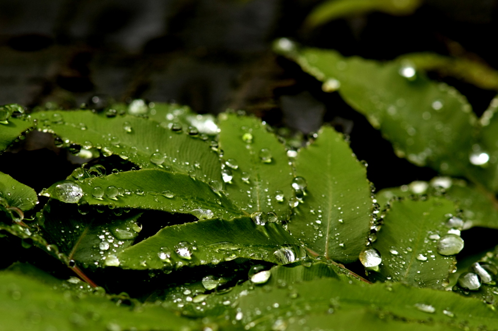 梅雨