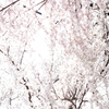 満開