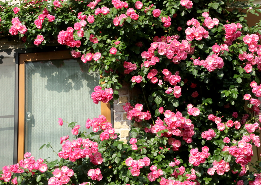 窓の薔薇