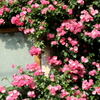 窓の薔薇