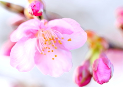 河津桜、です！