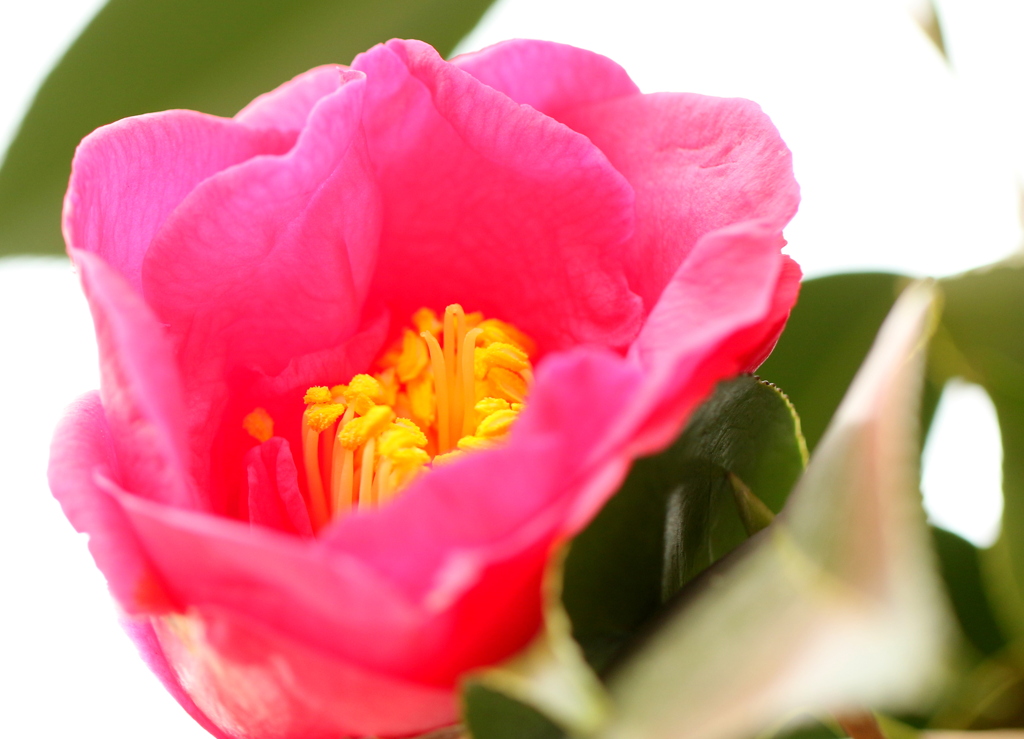 冬の花