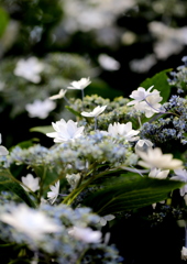 額紫陽花