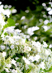 額紫陽花