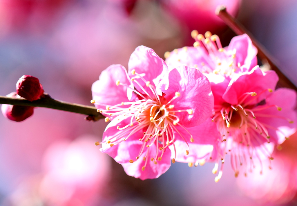 公園の花