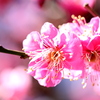 公園の花