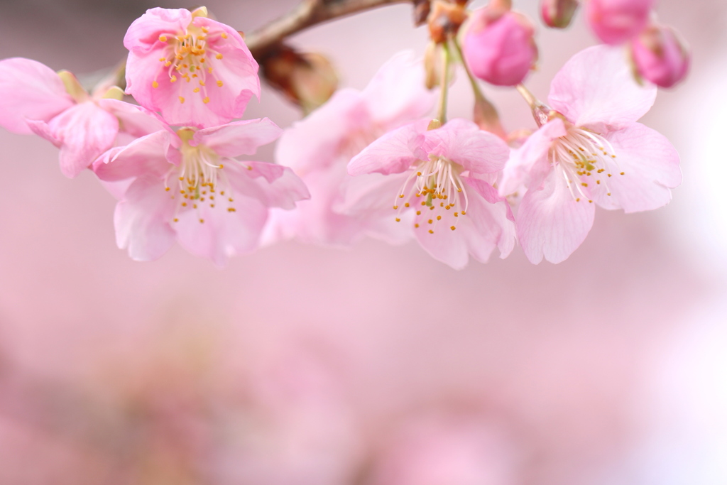 河津桜