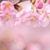 河津桜