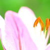 百合