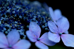額紫陽花