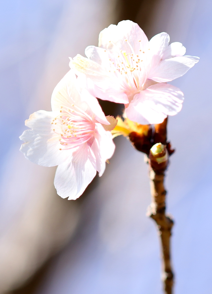 河津桜咲き始め