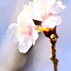 河津桜咲き始め
