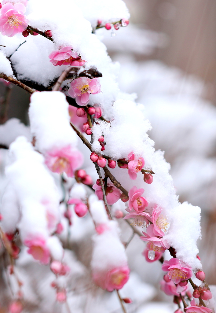 都内も雪です。